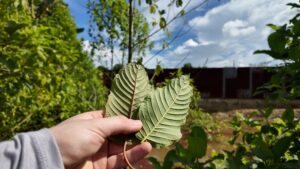 Kratom leave red and green vein