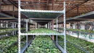 Drying area kratom leaves