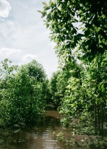 Kratom farm during flood